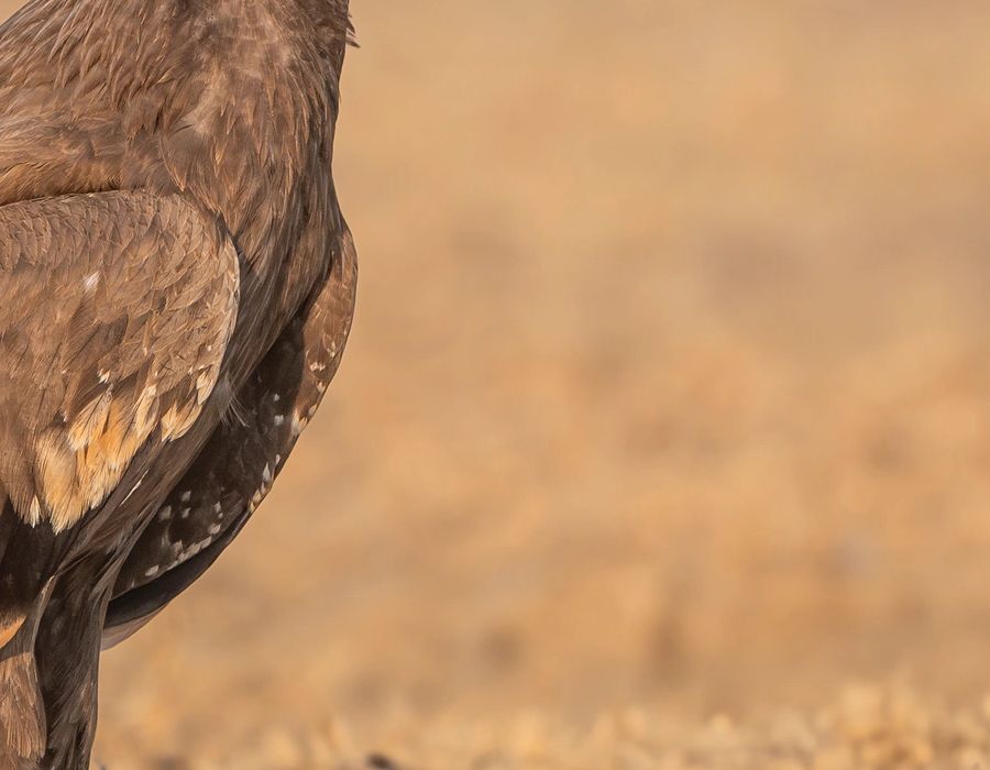 Eagle bird of prey in the Little Rann