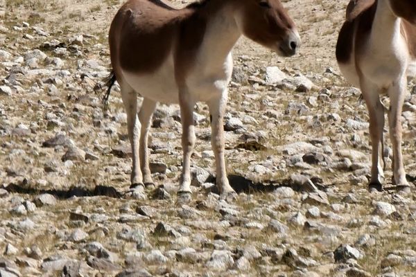 Wild Ass Sanctuary